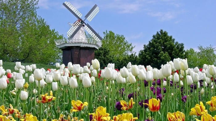 Tulip field with a windmill