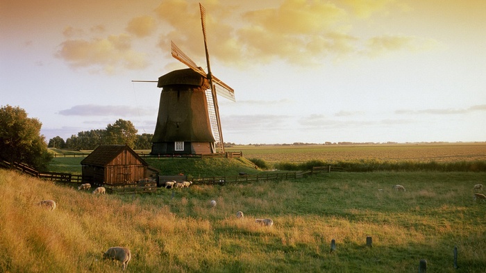Windmill and sheep in a field at sunset