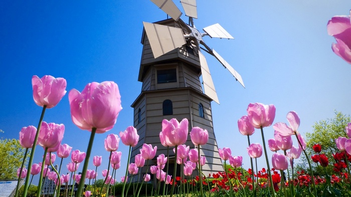 Pink tulips in front of a windmill under a blue sky
