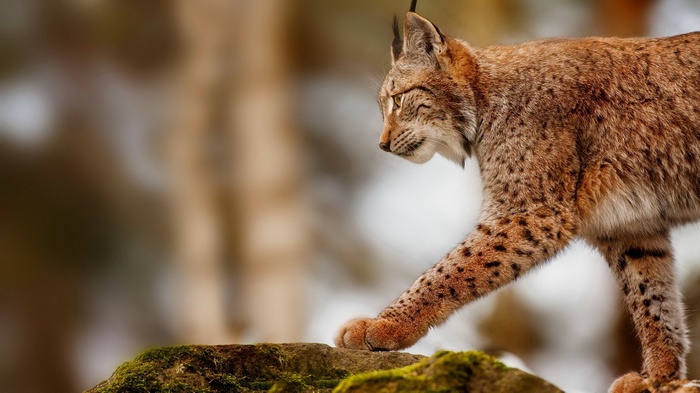 Lynx walking on a mossy rock