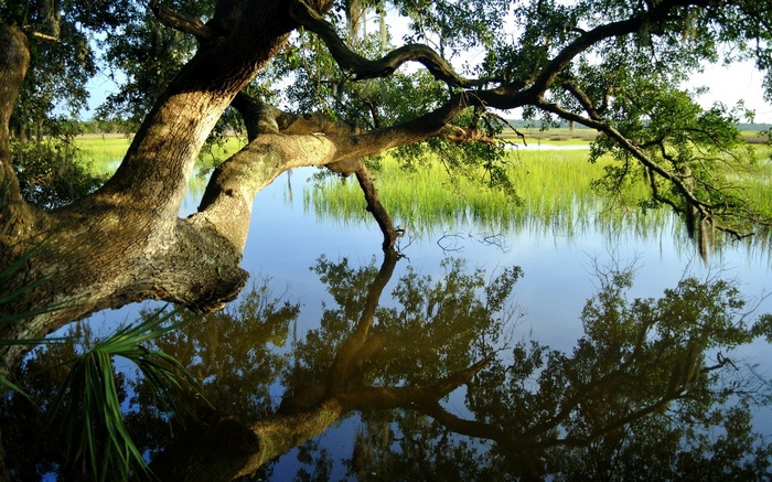 Tree branches over a marsh and water reflection