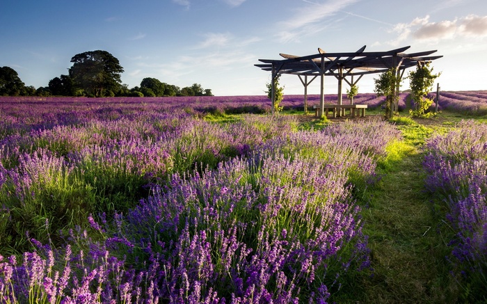 Lavender field with a wooden pergola and seating