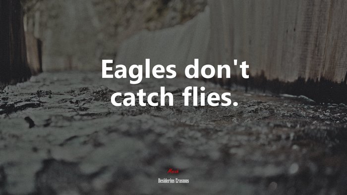 Eagles don’t catch flies. | Desiderius Erasmus quote