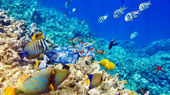 Colorful coral reef with various tropical fish