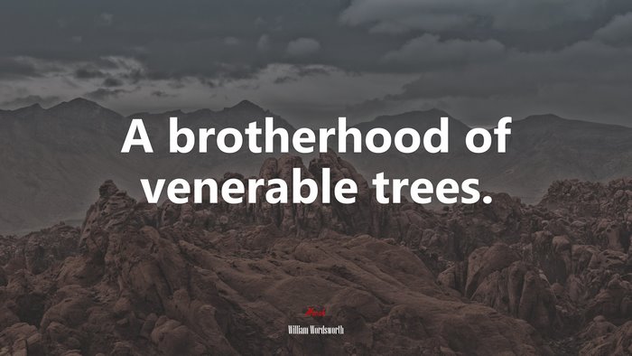 A brotherhood of venerable trees. | William Wordsworth quote