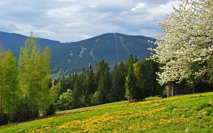 Mountain landscape with blooming tree and meadow
