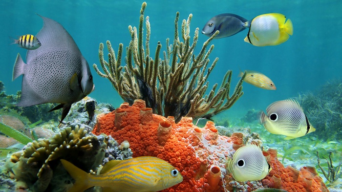Underwater scene with coral reef and various fish