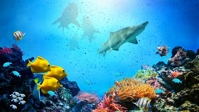 Sharks and fish swim in a coral reef