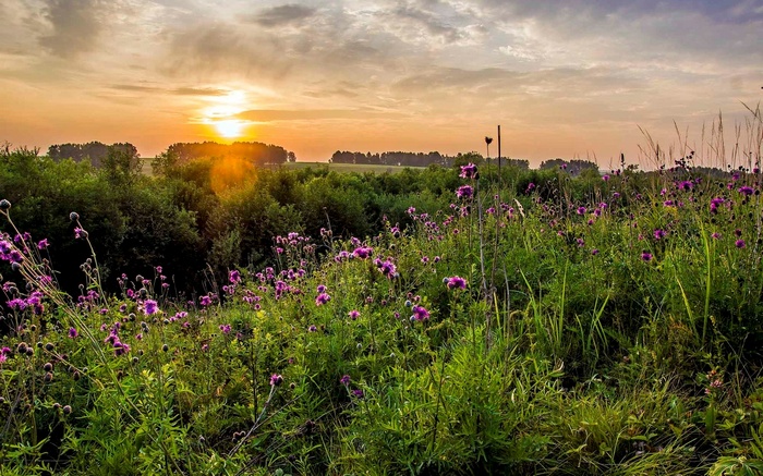Field of purple flowers at sunset