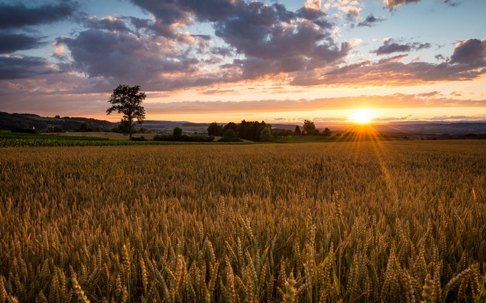 Wheat field at sunset with a lone tree