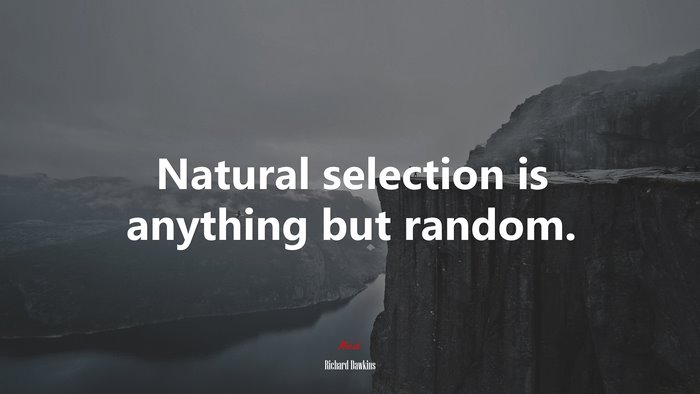 Natural selection is anything but random. | Richard Dawkins quote
