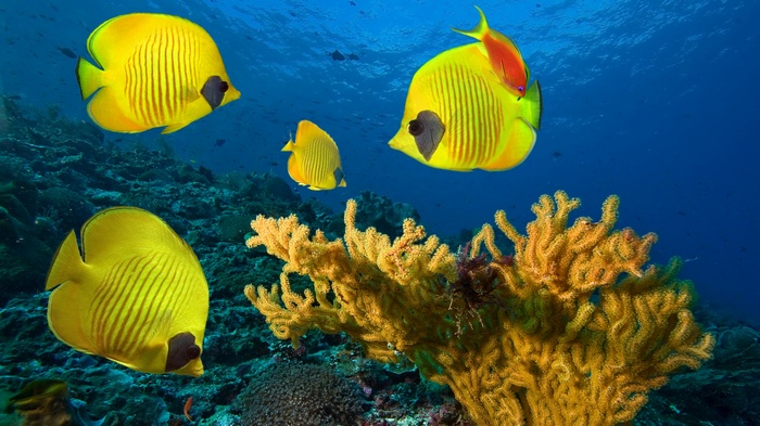 Yellow butterflyfish swim near coral reef