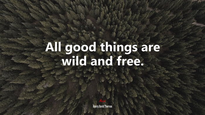 All good things are wild and free. | Henry David Thoreau quote