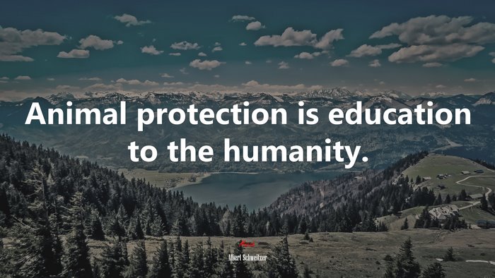 Animal protection is education to the humanity. | Albert Schweitzer quote
