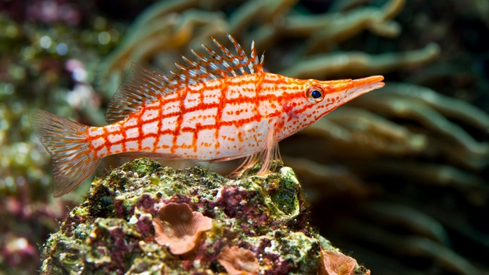 Longnose Hawkfish on Coral Reef