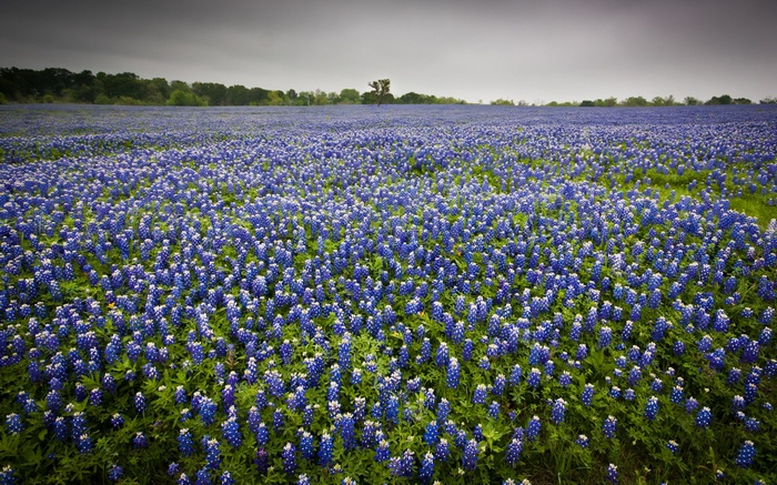 Field of bluebonnets under a cloudy sky
