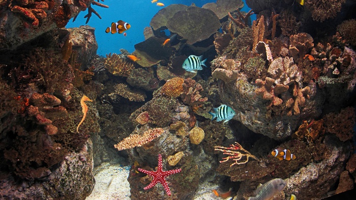 Underwater coral reef with various fish and a seahorse
