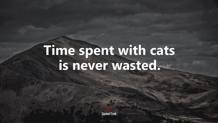 Time spent with cats is never wasted. | Sigmund Freud quote