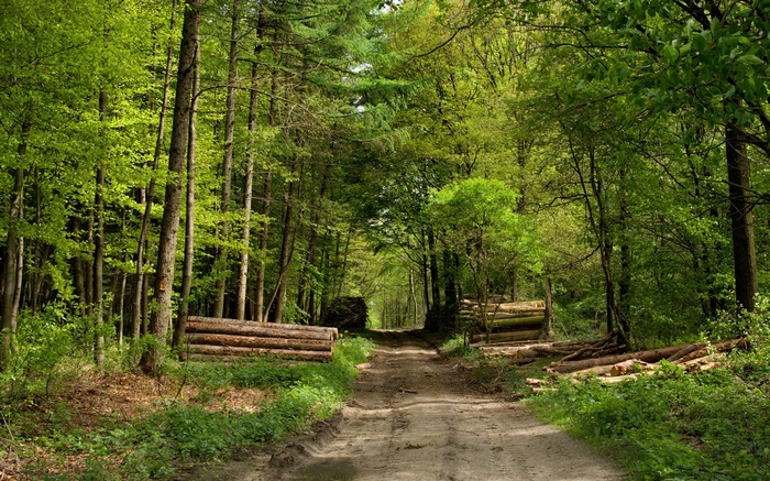 Dirt road through a sunlit forest with felled logs
