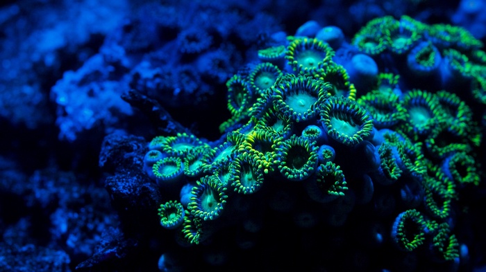 Close-up of glowing green and blue coral
