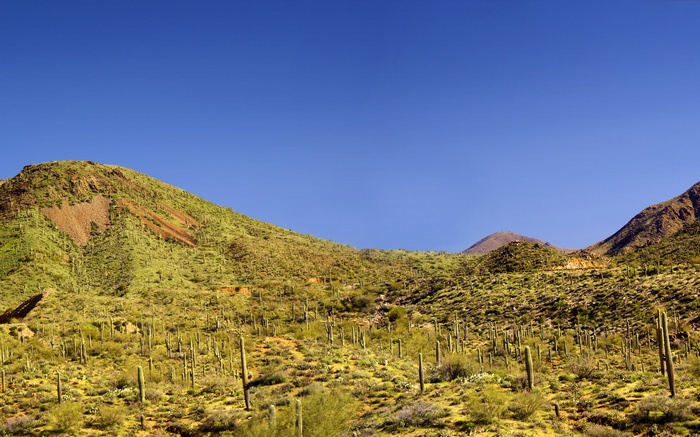Desert landscape with saguaro cacti and mountains