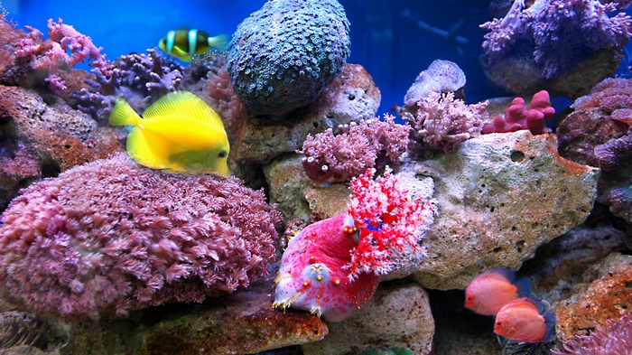Yellow Tang and Clownfish in a Coral Reef Aquarium