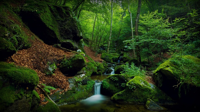 Mossy rocks and a stream in a forest
