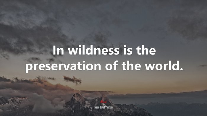 In wildness is the preservation of the world. | Henry David Thoreau quote
