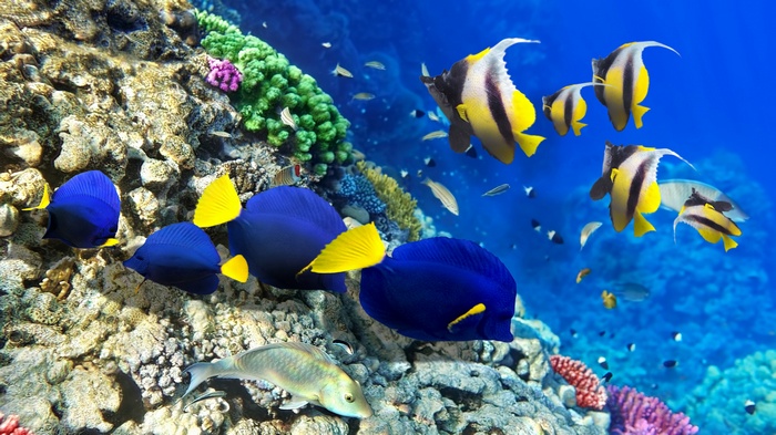 Coral reef with blue tang and bannerfish