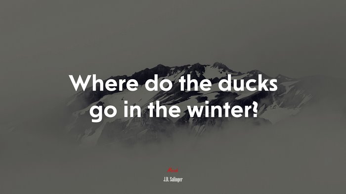 Where do the ducks go in the winter? | J.D. Salinger quote