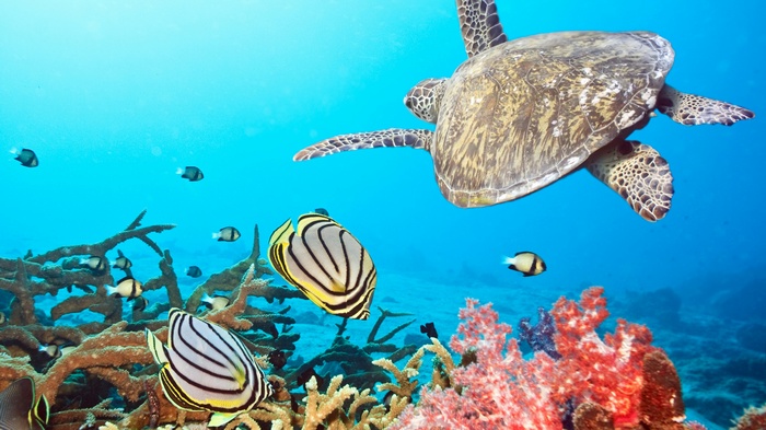 Sea turtle swims near coral reef with butterflyfish