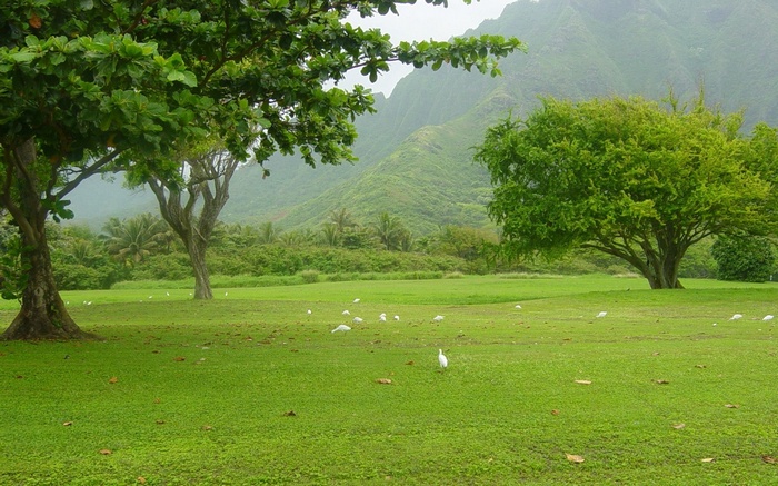 White birds on a grassy field with trees and mountains