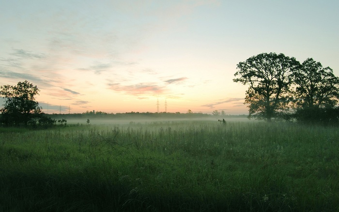 Misty field at sunrise with trees and power lines