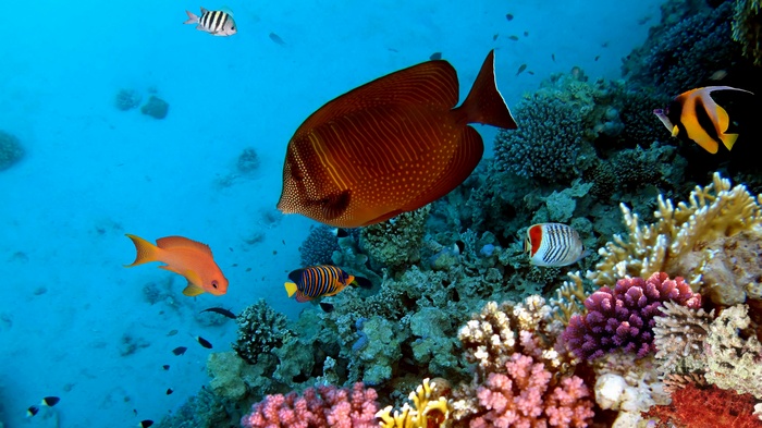 Coral reef with various colorful fish