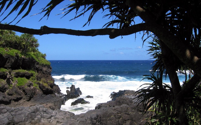 Ocean waves crash on rocky shore with palm trees