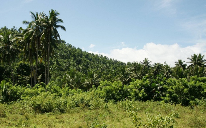 Tropical hillside with palm trees and vegetation