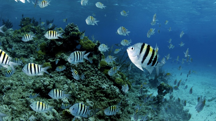 School of Sergeant Major Fish near Coral Reef
