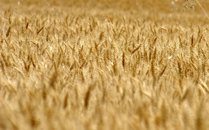 Field of golden wheat stalks