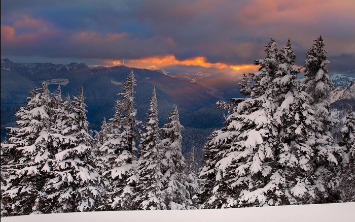 Snow-covered trees against a dramatic sunset sky
