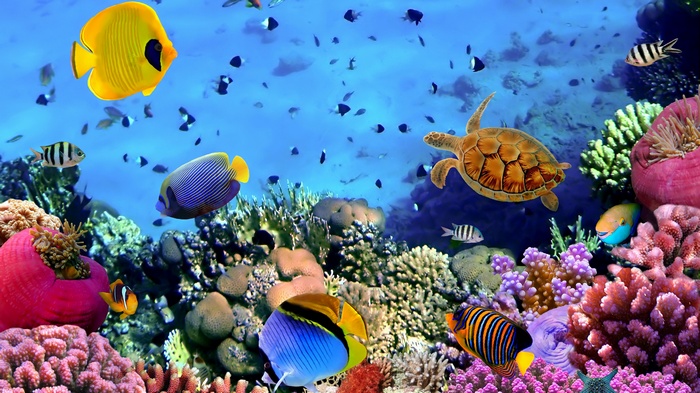 Underwater coral reef with fish and sea turtle