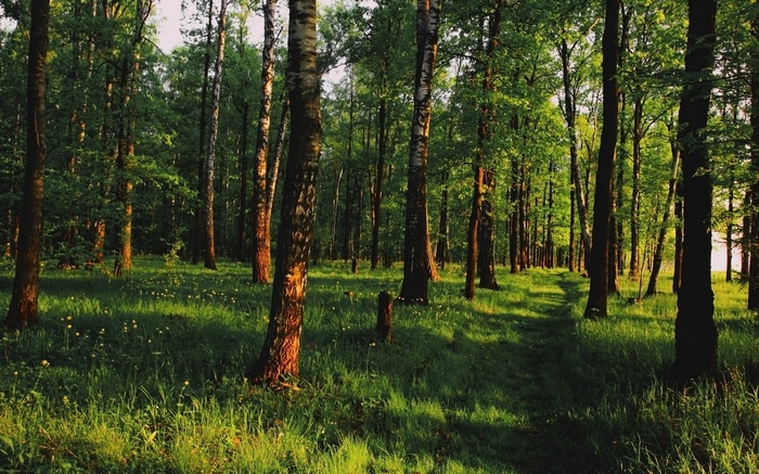 A sunlit forest path with tall trees and green grass