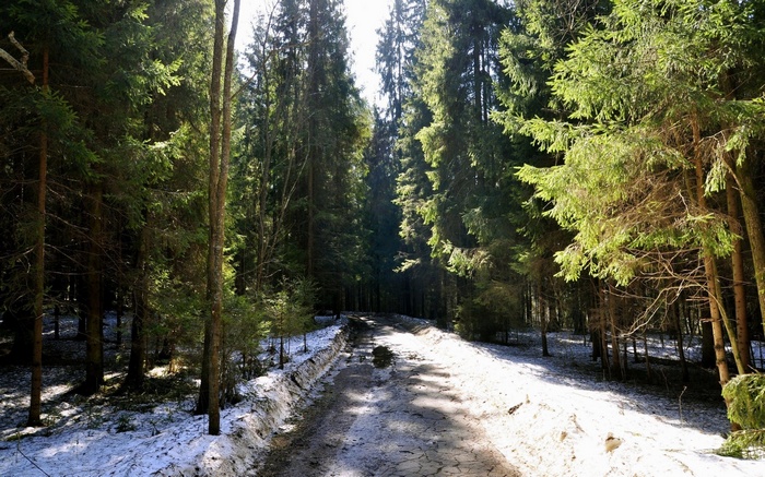 Snowy forest path with tall evergreen trees