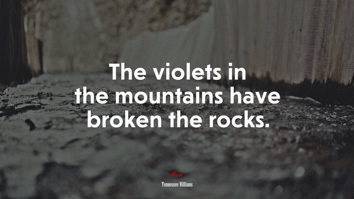 The violets in the mountains have broken the rocks. | Tennessee Williams quote