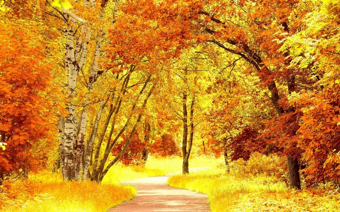 Autumn path through a forest with colorful trees