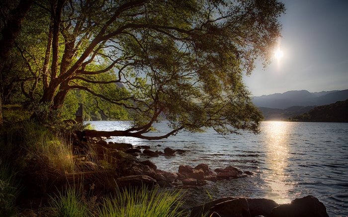 Tree branches over a lake at sunset