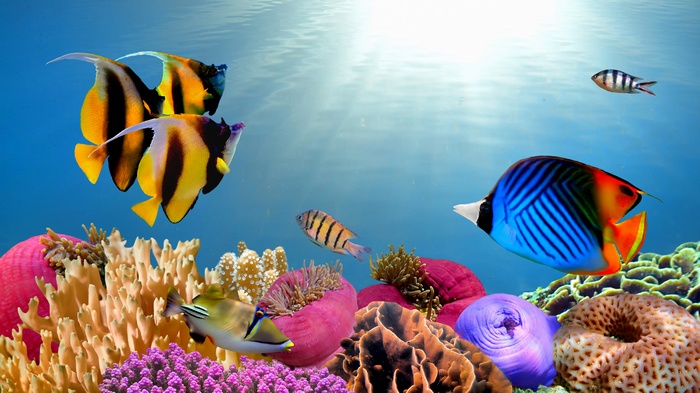 Colorful coral reef with various tropical fish