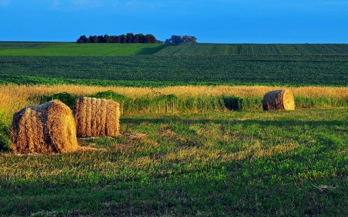 Hay bales in a field at sunset