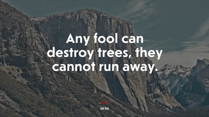 Any fool can destroy trees, they cannot run away. | John Muir quote