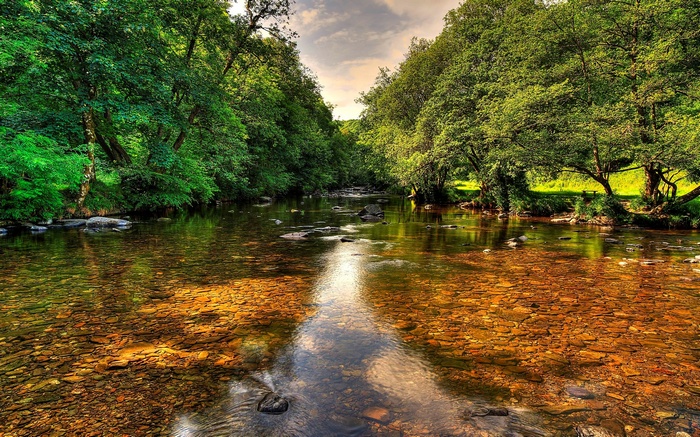 A clear river flows through a lush green forest