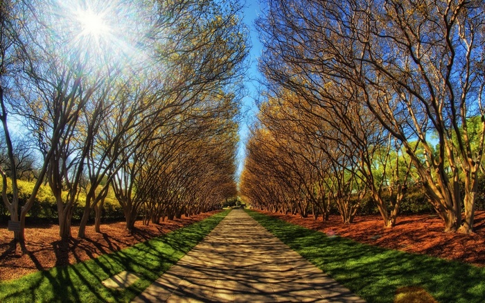 Tree-lined pathway with sunbeams and shadows